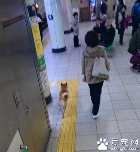 柴犬想通过身高优势逃票混入车站 不料被发现