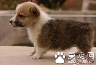 男子不小心踩到宠物尾巴 不幸被咬伤