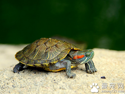如何选择乌龟 是我国分布最广数量最多的龟