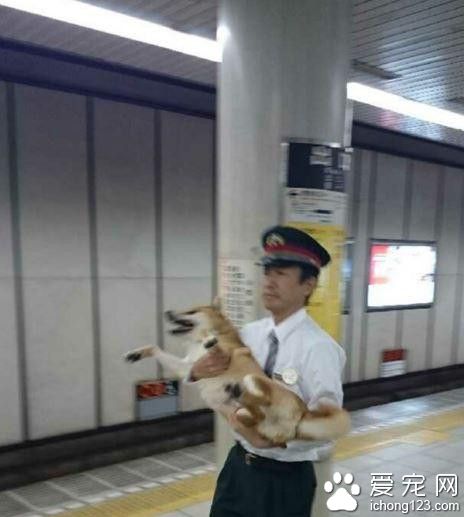 柴犬想通过身高优势逃票混入车站 不料被发现