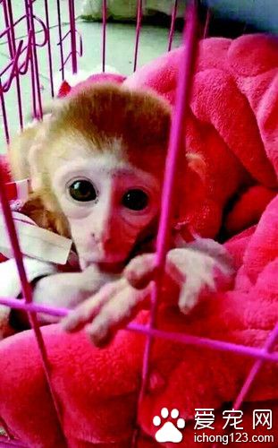 宠物店网络公开出售袖珍石猴 私人买卖涉嫌违法