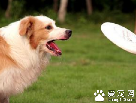 如何训练狗狗不乱咬东西 搞清乱咬的原因