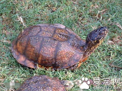 卡罗莱纳箱龟图片 如何挑选卡罗莱纳箱龟