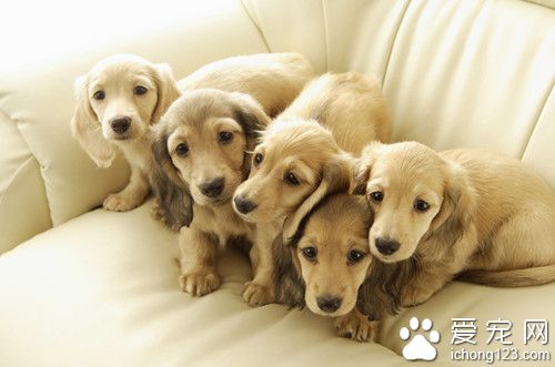 狗狗疾病预防 狗狗出现疾病以及应对方法