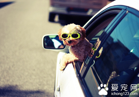 怎么训练狗安全地下车 注意狗狗的乘车安全