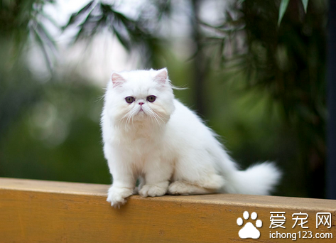 猫临产前有什么症状 母猫会突然停食