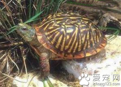 饰纹箱龟图片 如何挑选观赏龟饰纹箱龟
