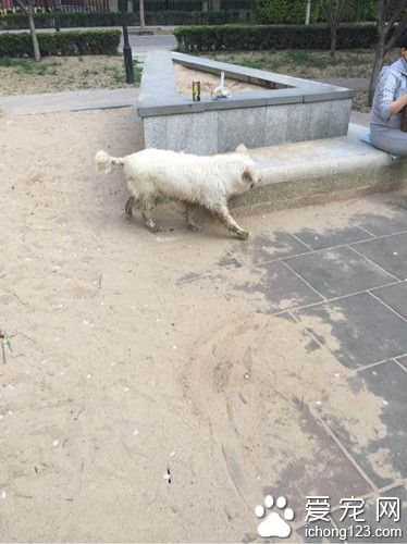 走丢狗狗等主人 用美食诱惑都不能拐走