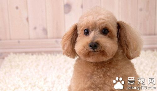 幼犬训练 挑选健康幼犬的方法