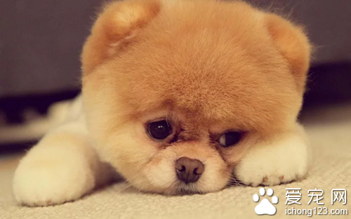 幼犬怎么训练 出生21-41天幼犬照顾重点