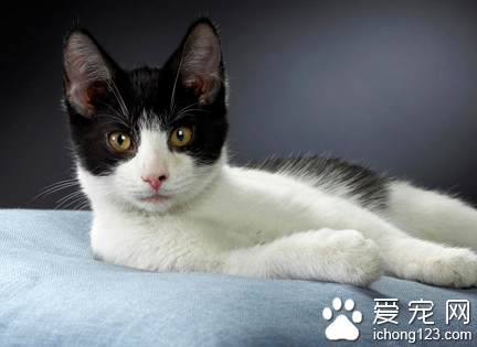 母猫刚生产完没有奶怎么办 对母猫进行催乳