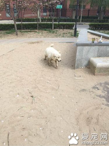 走丢狗狗等主人 用美食诱惑都不能拐走