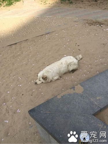走丢狗狗等主人 用美食诱惑都不能拐走