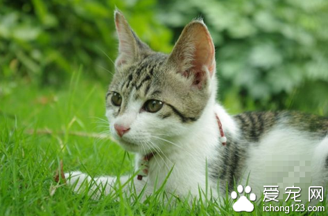 猫何时阉割最好 6个月之后可以阉割手术