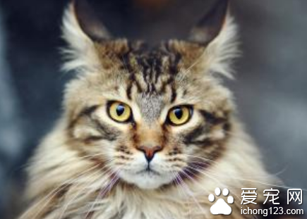 母猫为什么吃小猫 母猫食仔癖是一种病态