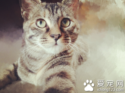 小猫如何断奶呢 可采用母猫小猫隔离的方法