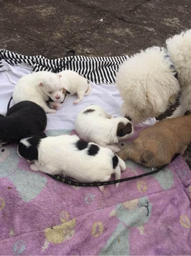 一次大意竟酿成 小比熊这样的后果