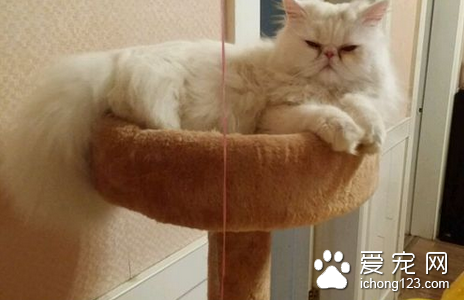 猫得了狂犬病的症状 猫患病后多为狂暴型