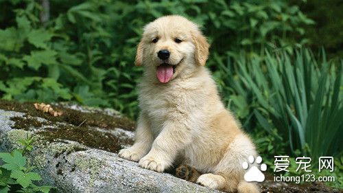 狗狗训练大小便 训练狗狗定时定点大小便