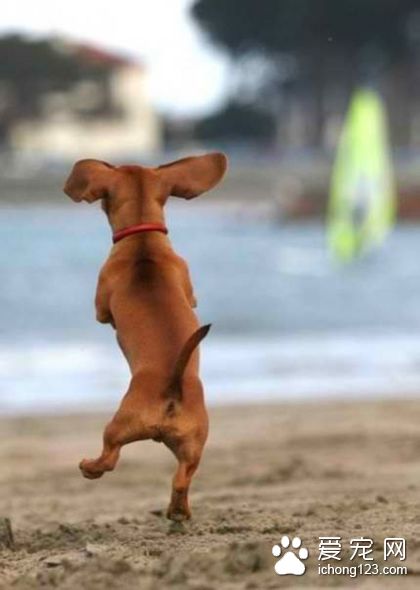 飞舞吧，汪星人！