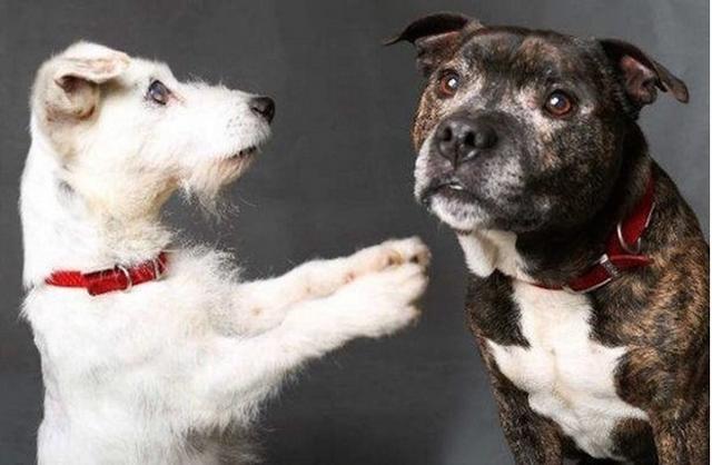 流浪白狗不慎失明 共患难的兄弟不离不弃