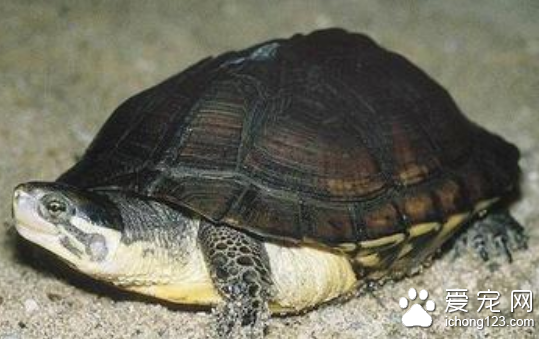 越南拟水龟图片 如何挑选越南拟水龟
