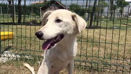 流浪狗腿被撞断 走过路人竟没人理