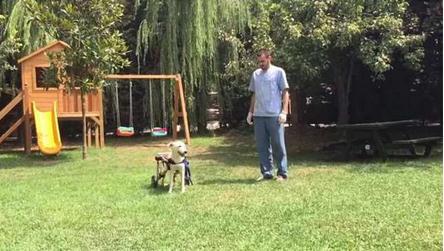 流浪狗腿被撞断 走过路人竟没人理