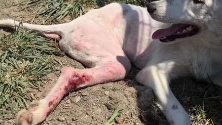 流浪狗腿被撞断 走过路人竟没人理