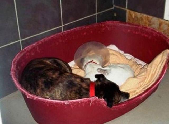 流浪白狗不慎失明 共患难的兄弟不离不弃