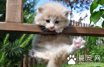 怎么照顾生病的猫 首先要给予充足的饮水