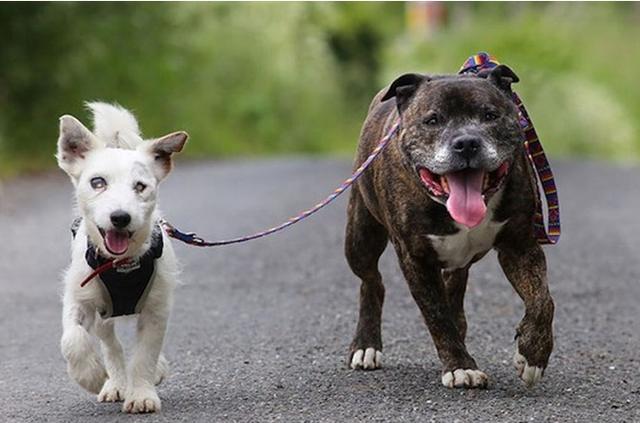 流浪白狗不慎失明 共患难的兄弟不离不弃