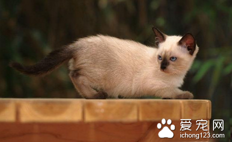 猫瘟怎么治疗 成为当前主要的猫病之一