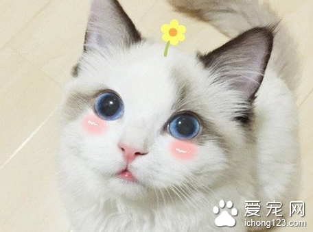 病猫的症状 常用猫病诊断的三种方法