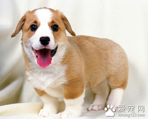 宠物狗饲料 更换新饲料的初期观察重点