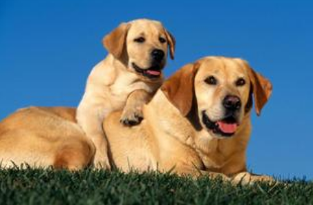 狗狗能接受训练的生理基础 以条件反射为依据