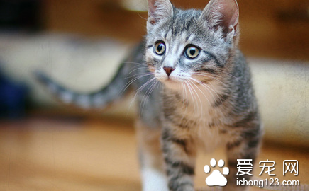 猫得了破伤风怎么办 平时应防止猫外伤