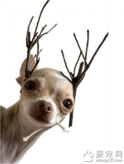 汪！猜我是谁？