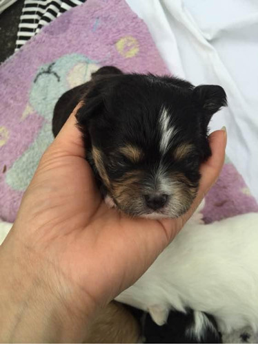 一次大意竟酿成 小比熊这样的后果