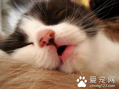 喵星人：中午不睡，下午崩溃~~