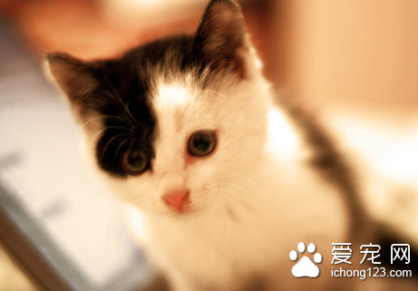 猫传染性鼻气管炎 由猫鼻腔气管瘤疹病毒引起