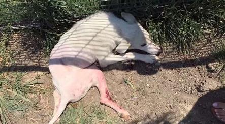 流浪狗腿被撞断 走过路人竟没人理