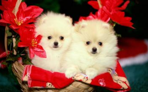 训练狗狗的应该注意什么 训犬的注意事项