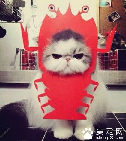 喵星人，告诉你，喵喵我很不开心！