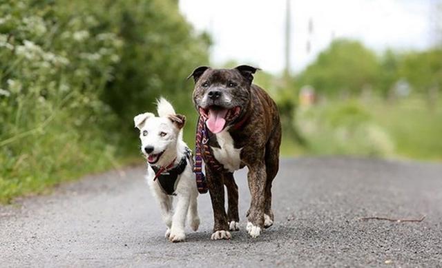 流浪白狗不慎失明 共患难的兄弟不离不弃