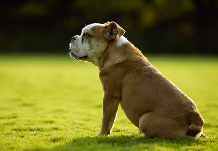 训犬方法大全 详解训犬的4大基本方法