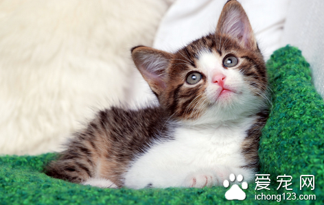 怎么给猫量体温 健康猫的体温是38.0-39.5℃