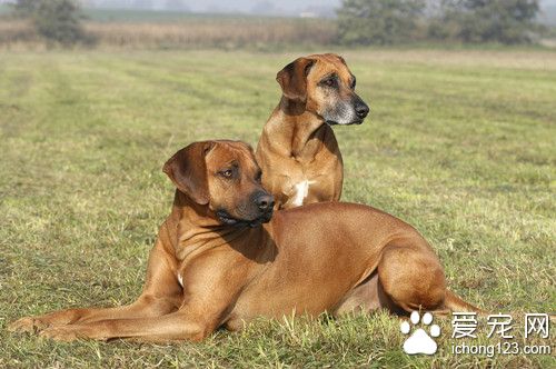 狗饲料配方 详解狗狗如何挑选饲料