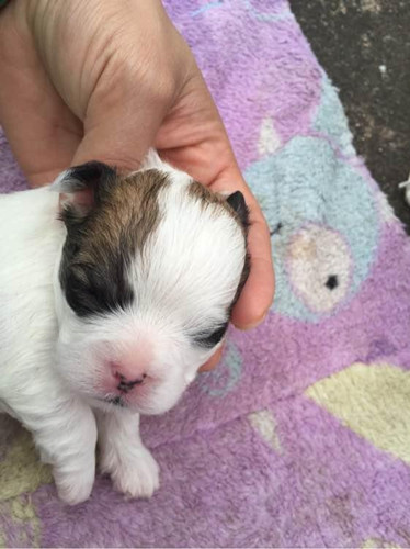 一次大意竟酿成 小比熊这样的后果