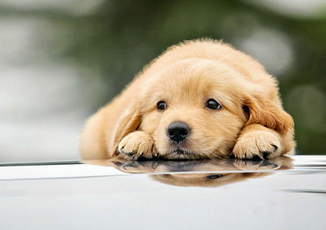 训犬的基本原则 训练循序渐进由简入繁